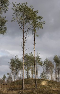 BUITEN BEELD Foto: 55460