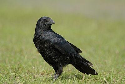 BUITEN BEELD Foto: 55486