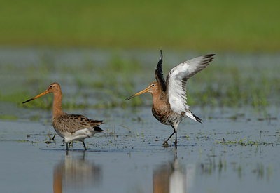 BUITEN BEELD Foto: 55497