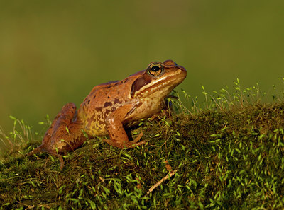 BUITEN BEELD Foto: 55504