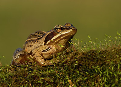 BUITEN BEELD Foto: 55505