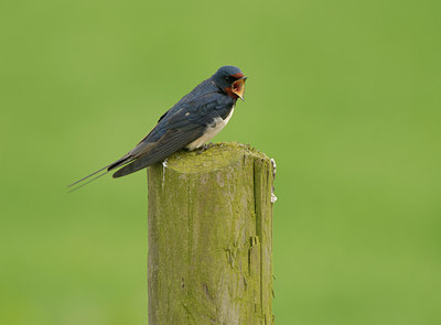 BUITEN BEELD Foto: 55564