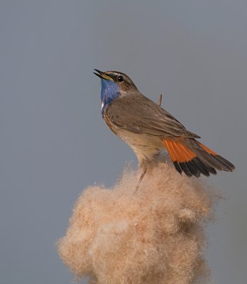 BUITEN BEELD Foto: 55565