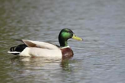 BUITEN BEELD Foto: 55570