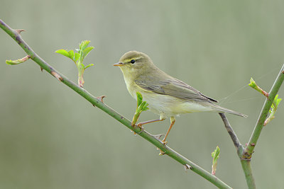BUITEN BEELD Foto: 55648