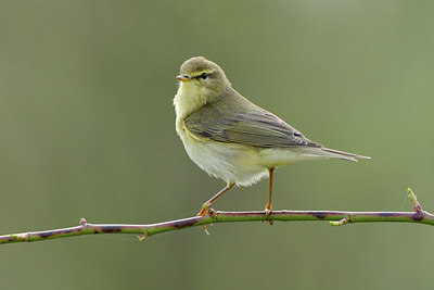 BUITEN BEELD Foto: 55649