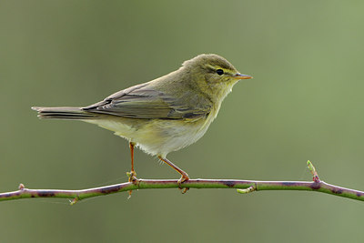 BUITEN BEELD Foto: 55650