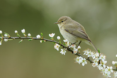 BUITEN BEELD Foto: 55660
