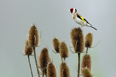 BUITEN BEELD Foto: 55661