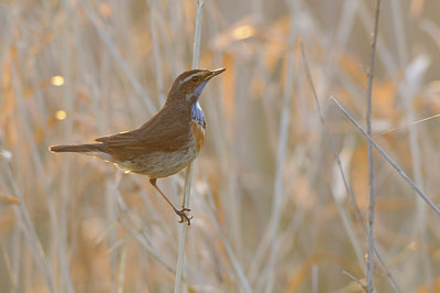 BUITEN BEELD Foto: 55663