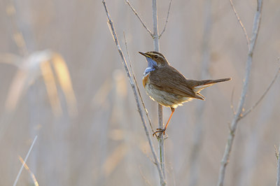 BUITEN BEELD Foto: 55665