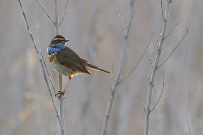 BUITEN BEELD Foto: 55666