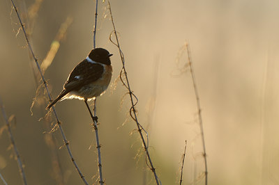 BUITEN BEELD Foto: 55668