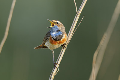 BUITEN BEELD Foto: 55671