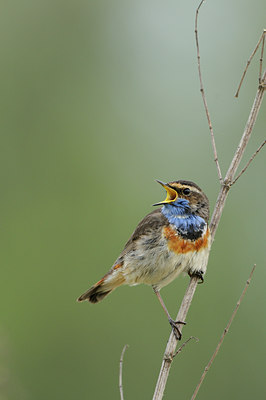 BUITEN BEELD Foto: 55674
