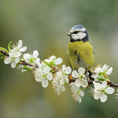 BUITEN BEELD Foto: 55678