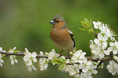 BUITEN BEELD Foto: 55679