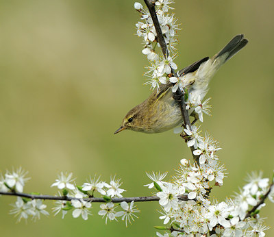 BUITEN BEELD Foto: 55684