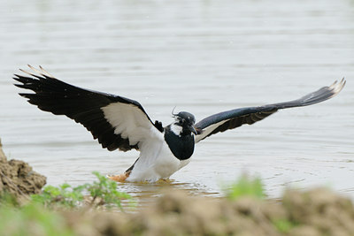 BUITEN BEELD Foto: 55688