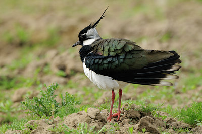 BUITEN BEELD Foto: 55690