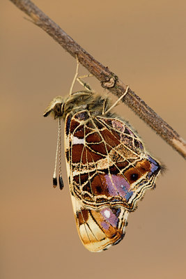BUITEN BEELD Foto: 55707