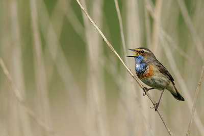 BUITEN BEELD Foto: 55718