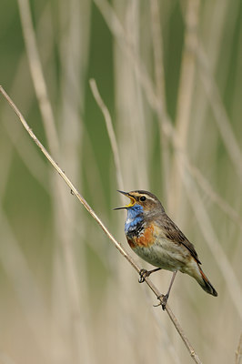 BUITEN BEELD Foto: 55719