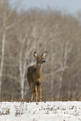 BUITEN BEELD Foto: 55741