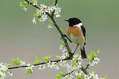 BUITEN BEELD Foto: 55762