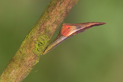BUITEN BEELD Foto: 55778