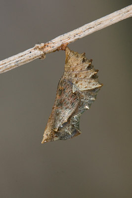 BUITEN BEELD Foto: 55779