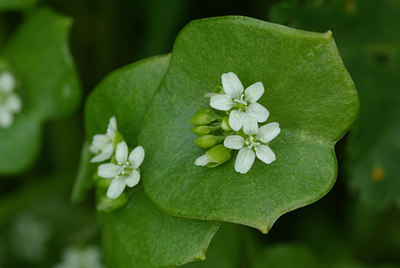 BUITEN BEELD Foto: 55785