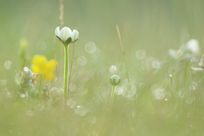 BUITEN BEELD Foto: 55822