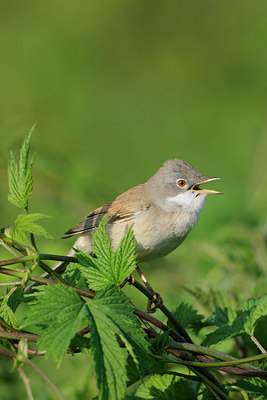 BUITEN BEELD Foto: 55849