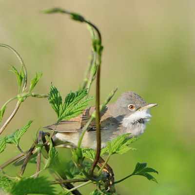 BUITEN BEELD Foto: 55850