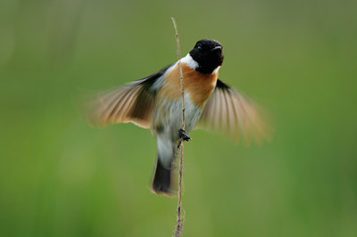 BUITEN BEELD Foto: 55858