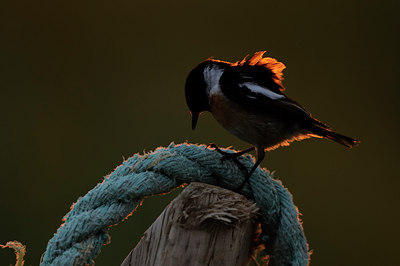 BUITEN BEELD Foto: 55859