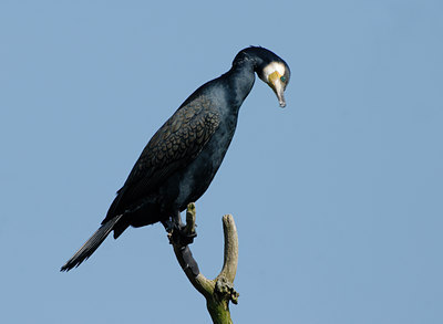 BUITEN BEELD Foto: 55872
