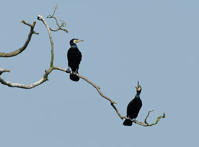BUITEN BEELD Foto: 55873
