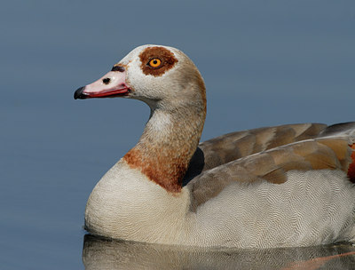 BUITEN BEELD Foto: 55874
