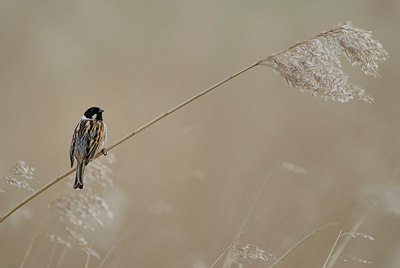 BUITEN BEELD Foto: 55875