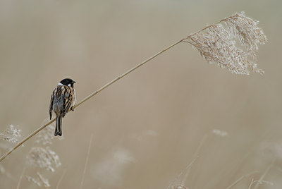 BUITEN BEELD Foto: 55876