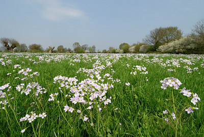 BUITEN BEELD Foto: 55886