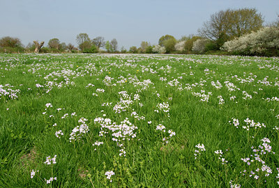 BUITEN BEELD Foto: 55887