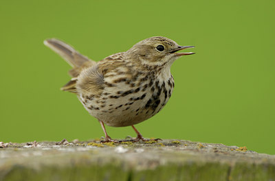BUITEN BEELD Foto: 55896