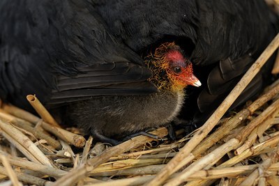 BUITEN BEELD Foto: 55902