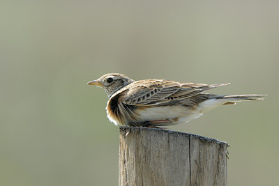 BUITEN BEELD Foto: 55912