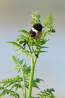 BUITEN BEELD Foto: 55913