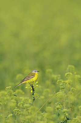 BUITEN BEELD Foto: 55916