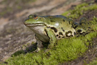 BUITEN BEELD Foto: 55920